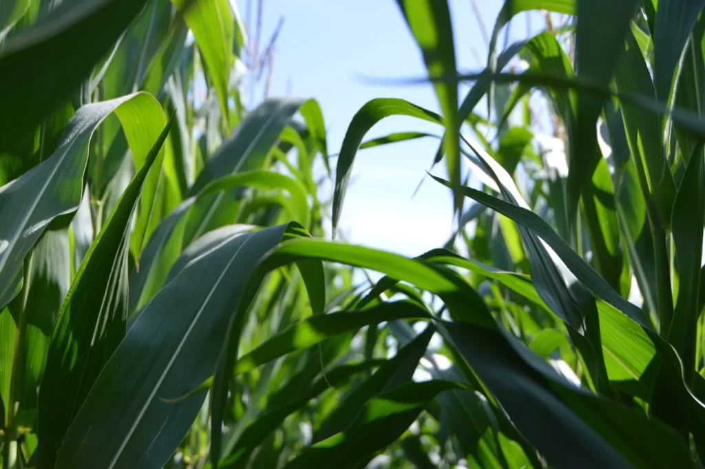 Close-up view of green corn leaves in a field under a bright blue sky.