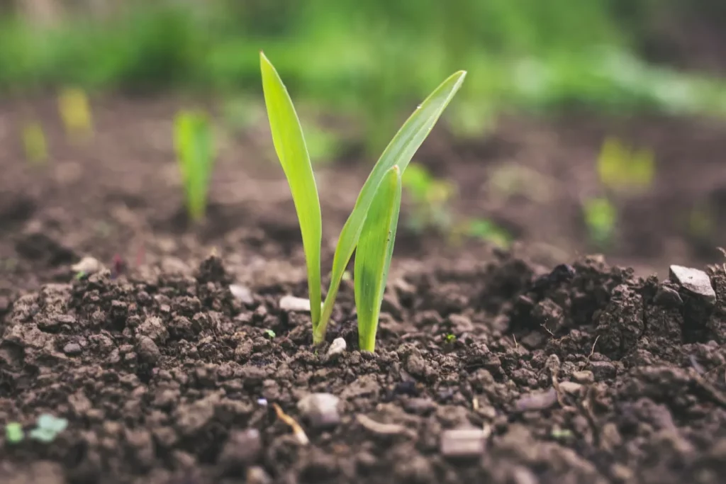 Young green sprout emerging from the soil.