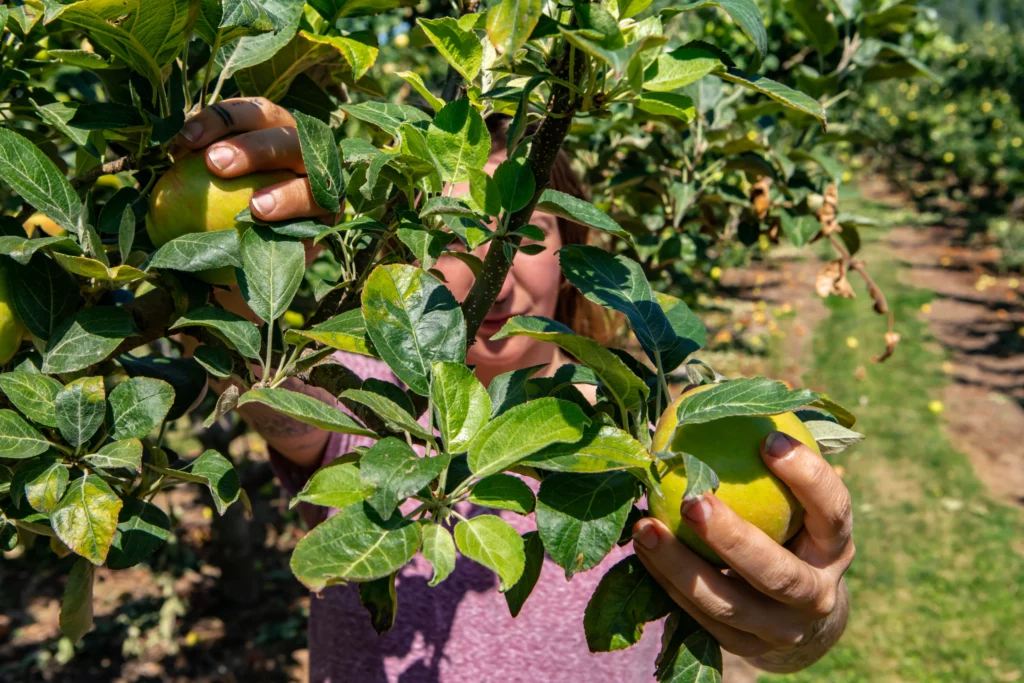 Indigenous woman harvesting apples in an orchard