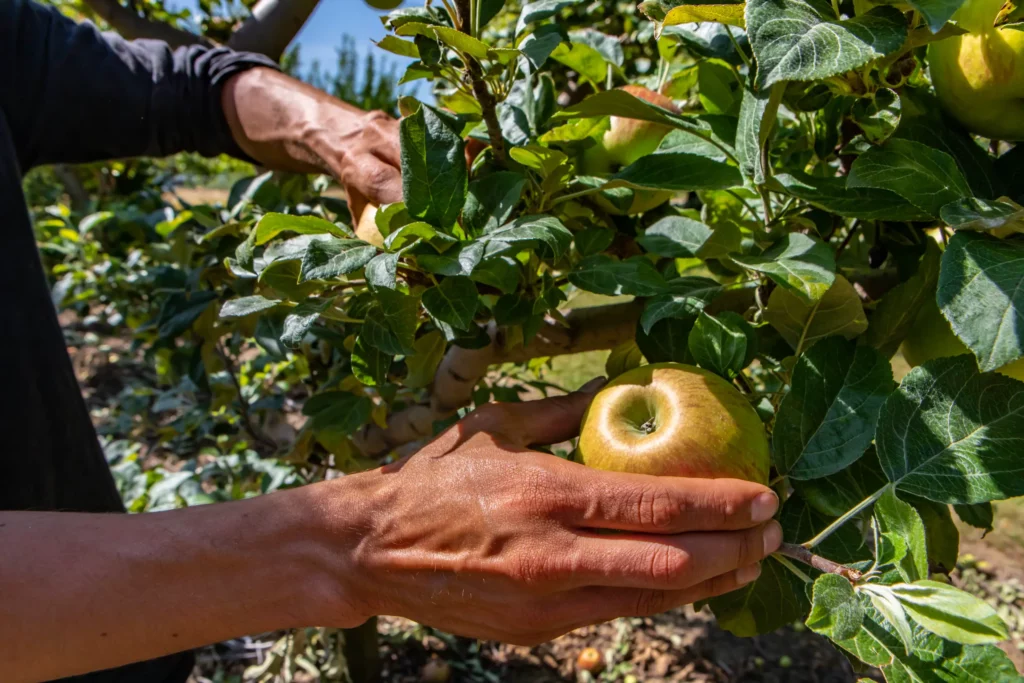 Hand picking a ripe apple from a tree