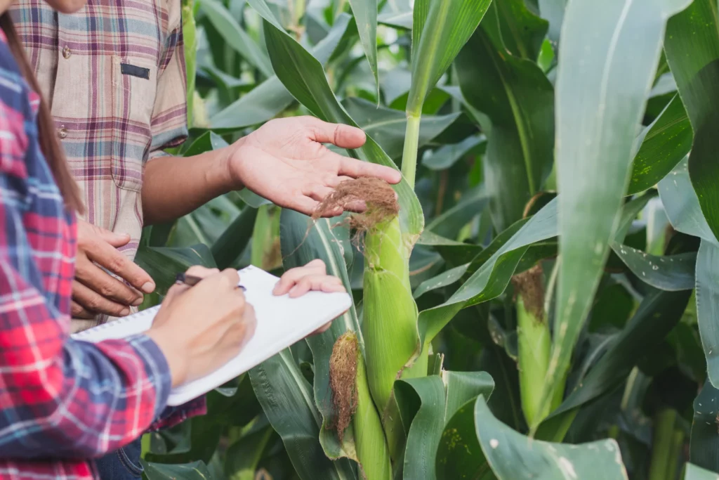 Two people taking notes in a corn field
