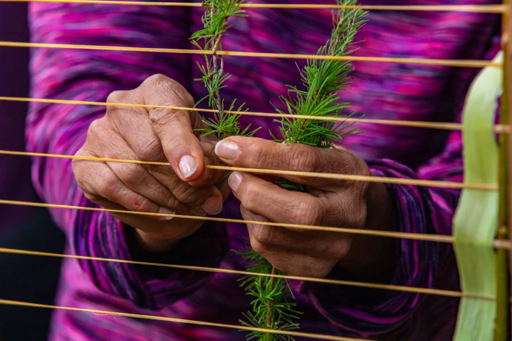 Indigenous person placing pine branches on drying lines